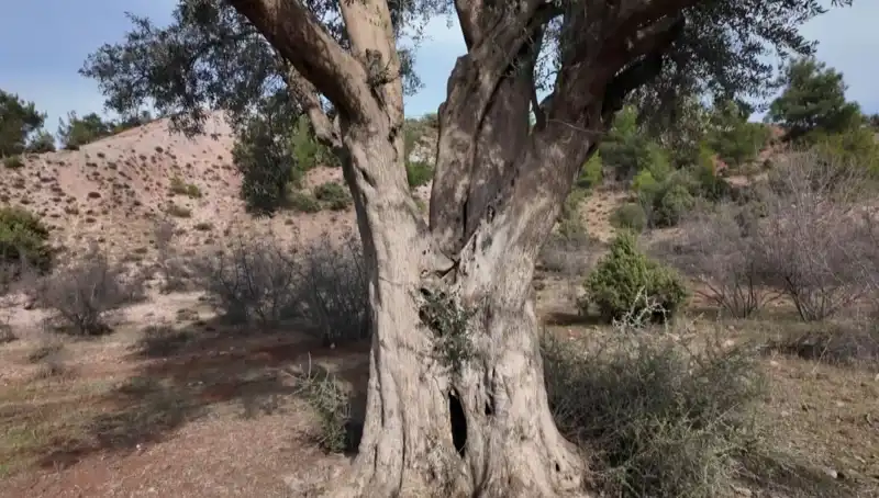800 Yıllık Zeytin Ağacı: Tarihin ve Doğanın İhtişamı Korunuyor