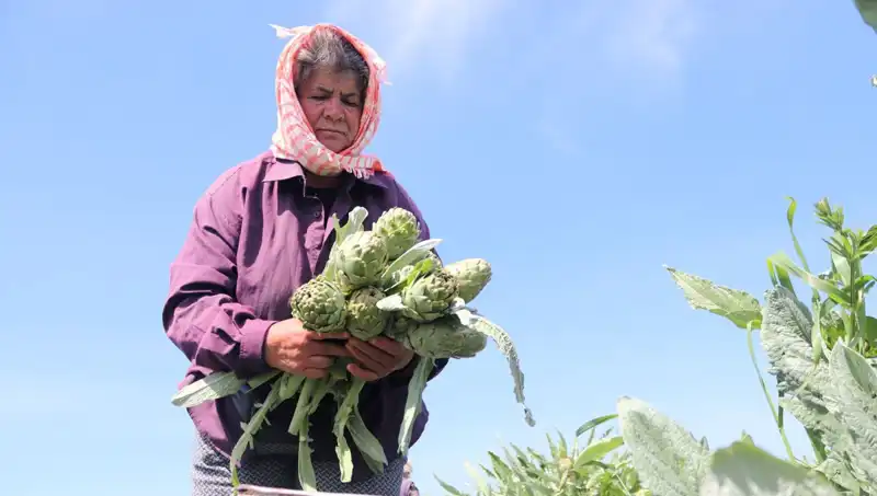 Tarladan Sofralara: Fakir Fukara İçin Tanesi 50 TL Olan Sebze