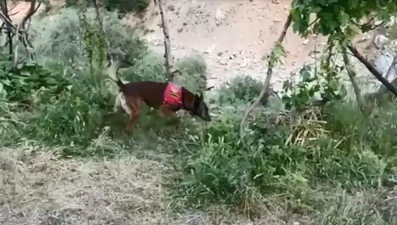 Dere Kenarındaki Gizli Esrarı Dedektör Köpek Buldu, Operasyon Heyecanı Yükseldi!
