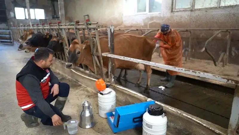 Türkiye’de Tarım Devrimi: Jersey Sperması ile Hayvancılıkta Yeni Dönem
