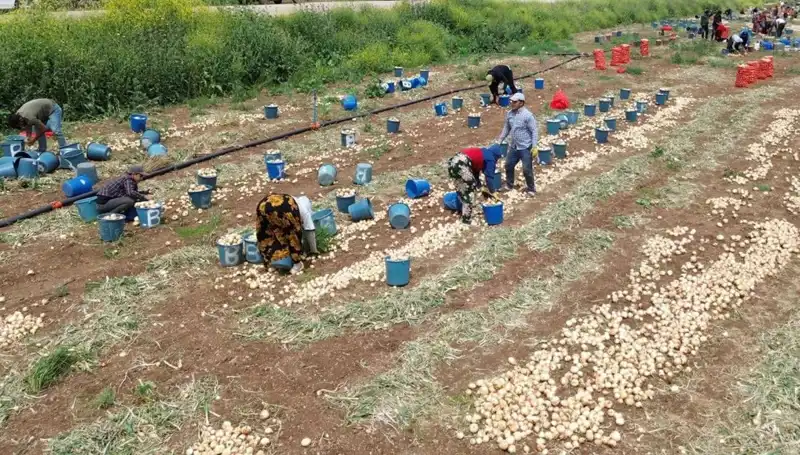 Soğan Hasadı Başladı, Fiyatlar Çakıldı: Piyasada Son Durum