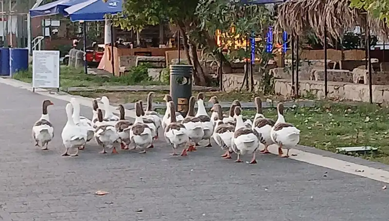 Denizde Yüzdüler, Kümese Kapattılar: Kazların Ölümüne Giden Yolda Neler Oldu?