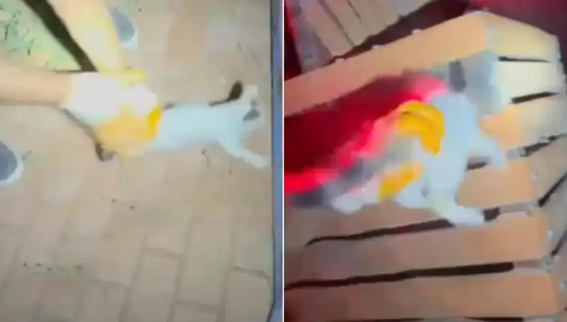 Gece Yarısı İtfaiye Ekibi Kediyi Kurtardı: Şaşırtan Detaylar