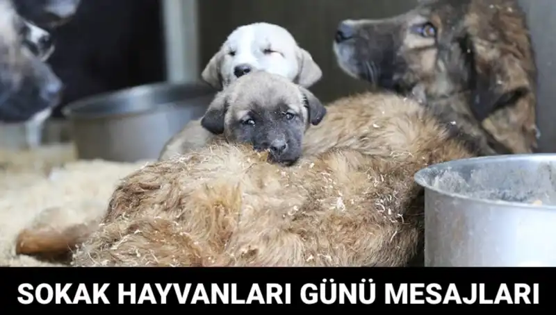 Dünya Sokak Hayvanları Günü: Herkes Bilmelidir, Ne Zaman Kutlanıyor?