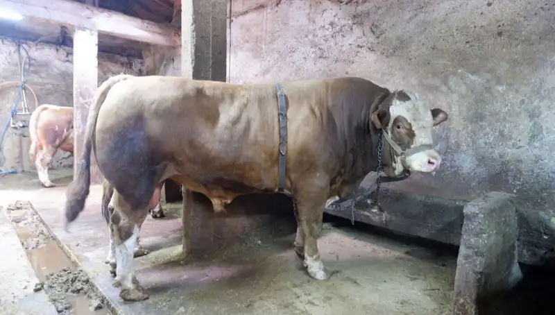 Fiyatı Dudak Uçuklatan 1 Ton 200 Kilo Eşya, Alıcısını Buldu!