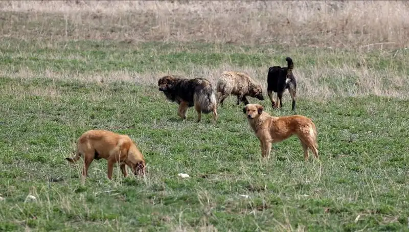 Ankara'da Sahipsiz Köpeklere İlişkin Yeni Yasa Değişikliği: Cezalar Çığ Gibi Büyüyecek