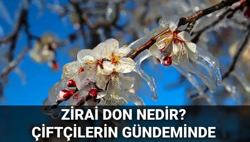 Zirai Don Nedir? Çiftçiler Zararlarını Nasıl Kapayacak?