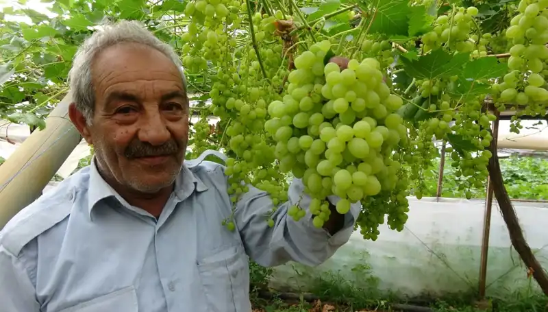 Zirai Don Meyve Fiyatlarını Altüst Etti: İlk Ürünler 250 TL'den Satışta