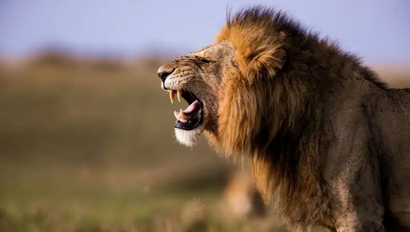 14 Yaşındaki Kız Aslan Saldırısında Hayatını Kaybetti, Aile Şokta!