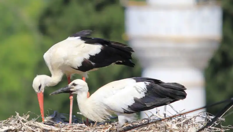 Leylek Köyü: Yaren Leyleği Kıskandıracak, 8 Kat Daha Fazla Yuva Var!