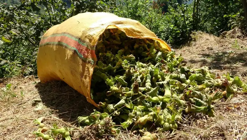 Giresun’da Fındık Hasadı Coşkusu Başladı: Çiftçiler Umutlu