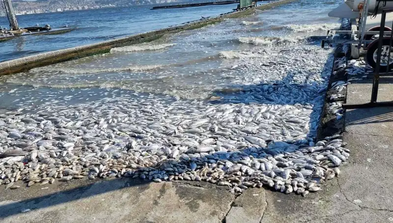İzmir Körfezi'nde Çevre Dostu Projelerle Temiz Bir Gelecek Hedefleniyor
