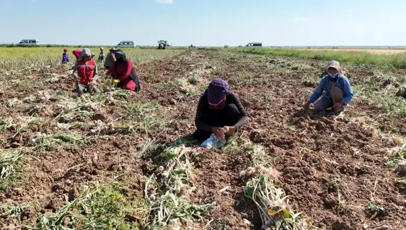 Rusya, Almanya ve İspanya'da Antibiyotik Hasadı: Yeni Bir Dönem Mi Başlıyor?