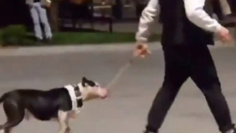 Ağızlıksız Pitbull, Başka Köpekleri Saldırdı: Sahibine Cezai İşlem Uygulandı