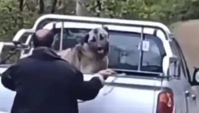 Trabzon'da Köpeği Halatla Döven Şahıs Şok Edici Bir Caniliğe İmza Attı