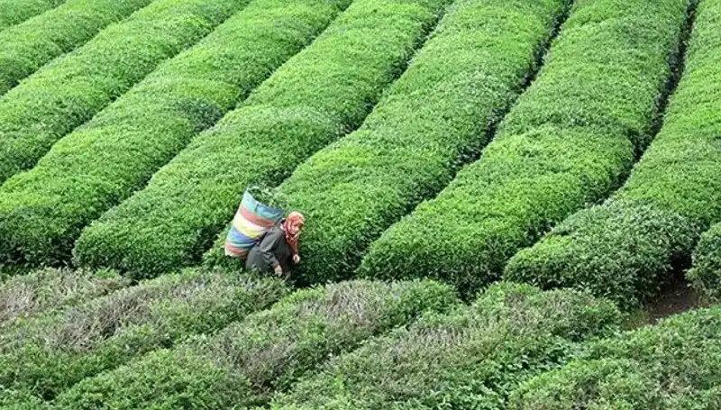 ÇAYKUR, Bayramda da Yaş Çay Alımını Sürdürecek!