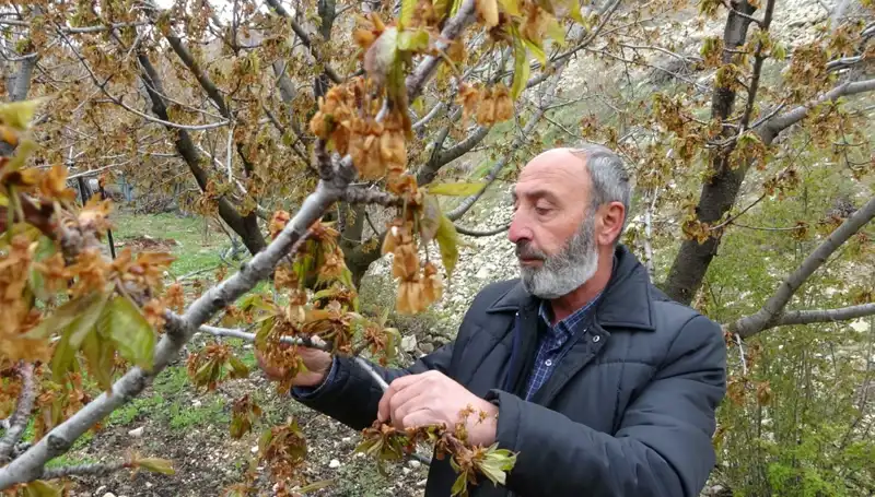 Zirai Don Felaketi: Albastı Kirazı Üreticilerini Derinden Sarsıyor