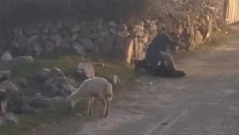 Koyuna Eziyet Eden Kişi Yakalandı: Hayvan Hakları Yine Tartışma Konusu