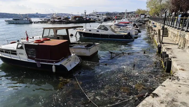 İstanbul Boğazı'nda Müsilaj Krizi Yeniden Başladı: Ne Oluyor?
