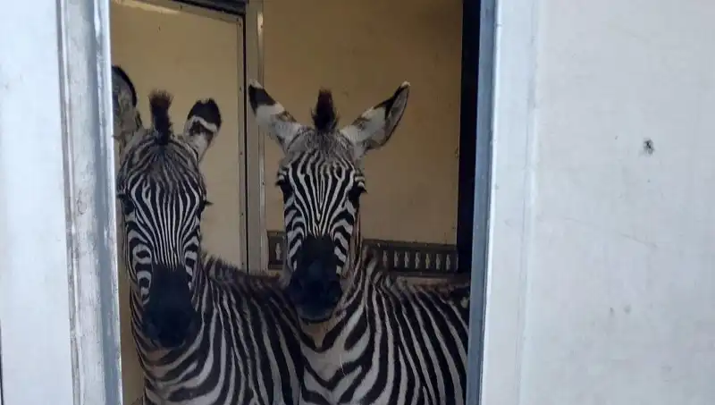 Sınırda Durdurulan Minibüsten Sıra Dışı Hayvan Kaçakçılığı: Zebra, Maymun ve Daha Fazlası