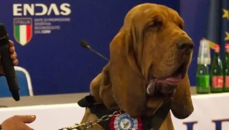 Arama Köpeğine Yapılan Suikast: Çivili Sosisle Canına Kastedildi