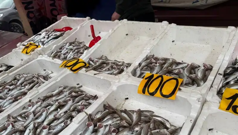 Balık Fiyatlarındaki Düşüş: Tüketicilere Bedava Balık İkram Edildi