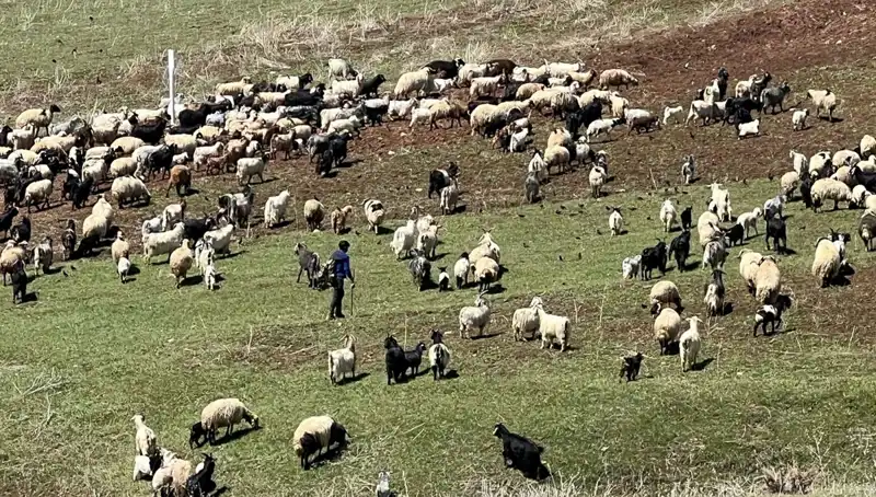 Çoban Krizi Derinleşiyor: 70 Bin Lira Maaş Neden Yetersiz Görülüyor?