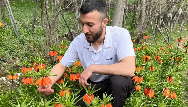 Ağlayan Gelin Çiçeği: Parlak Gözyaşlarının Sırrı ve Koruma Yasaları