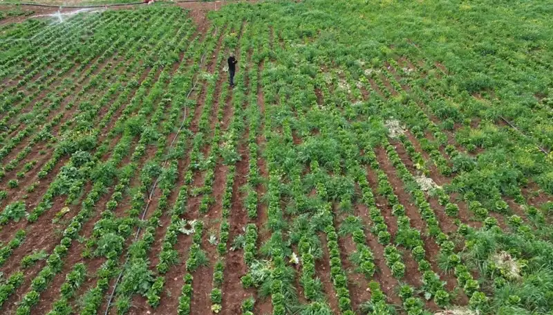 Kuraklık Marul Hasadını Tehdit Ediyor: Çiftçiler Endişeli