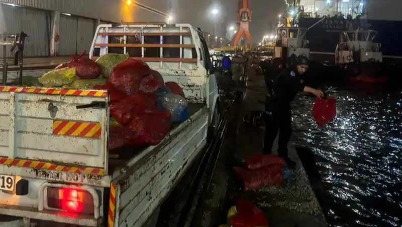 Kaçak Midyeler, Yüksek Değerleriyle Avcılara Gözdağı Verdi