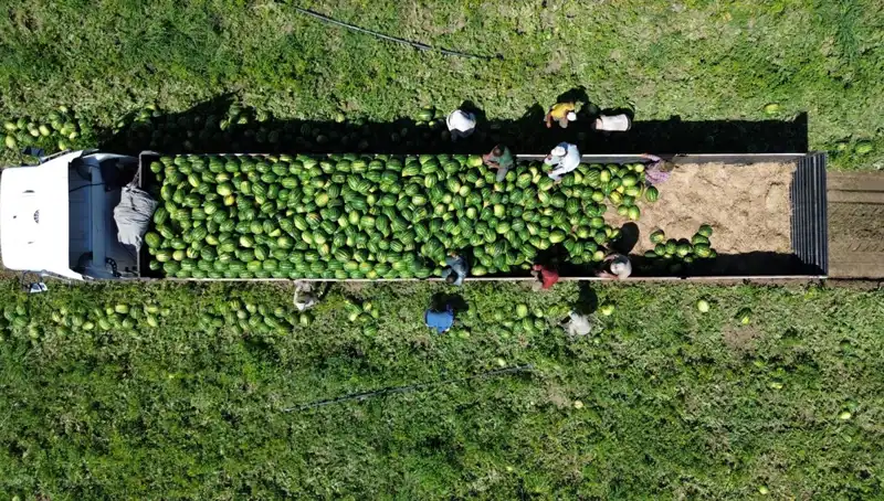 Bafra Ovası'nda Karpuz Rekoltesi Beklentisi: 94 Bin 500 Ton!
