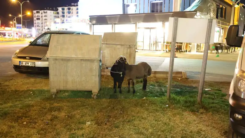 Mor Karaman Koyunları Yolda Terk Edildi: Hayvanların Dramı Gözler Önüne Serildi