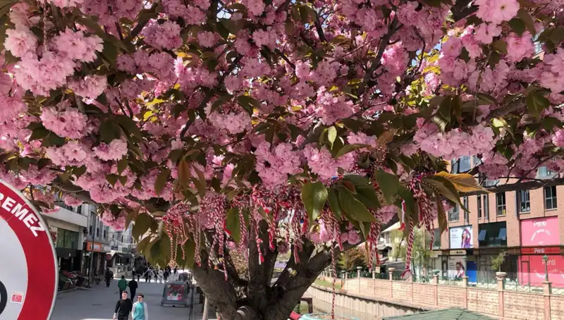 Süs Erik Ağacına Martenitsa Bağlandı: Geleneksel Kutlamanın Sırrı Ne?