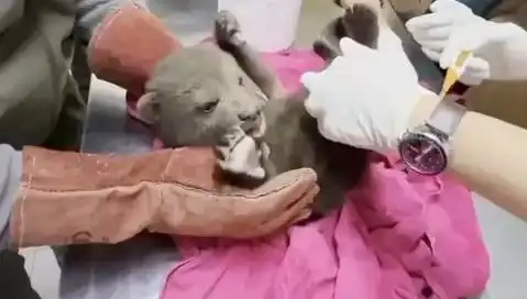 Karabük'te Yavru Bozayı Bulundu: Doğanın Korunmasında Yeni Bir Umut Mu?