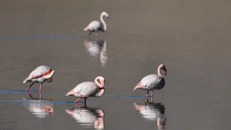 Kuş Cennetinde Kuraklık Etkisi: Flamingo Sayısı Tehlikede