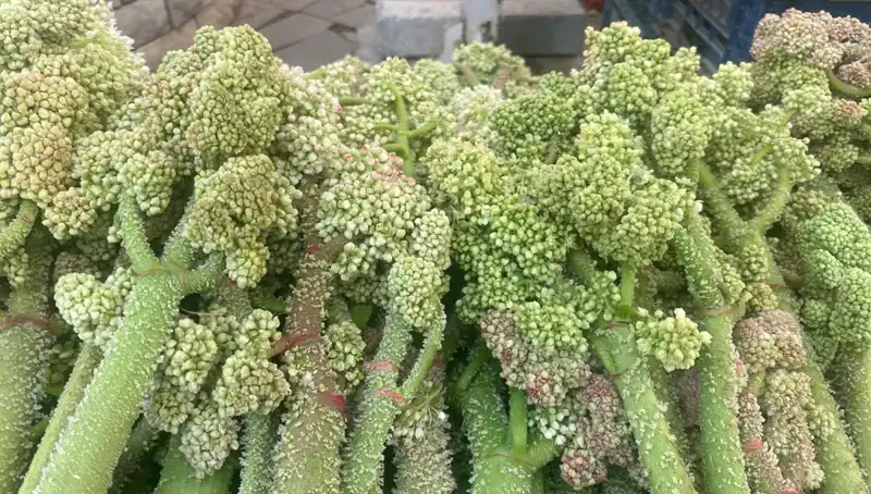 Doğal Şifa: Dağlardan Yetişen Şekerin Kalp ve Sarılığa Faydaları