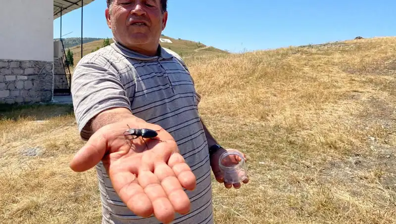 Sivas’ta Görülen Böceği Öldürmenin Cezası 557 Bin TL! Neden Bu Kadar Yüksek?