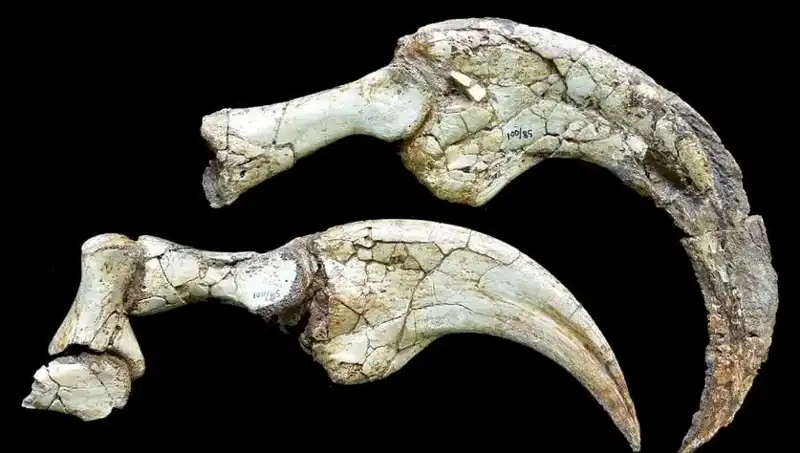 Gobi Çölü'nde Dinozor Sürprizi: Yeni İki Parmaklı Tür Keşfedildi!