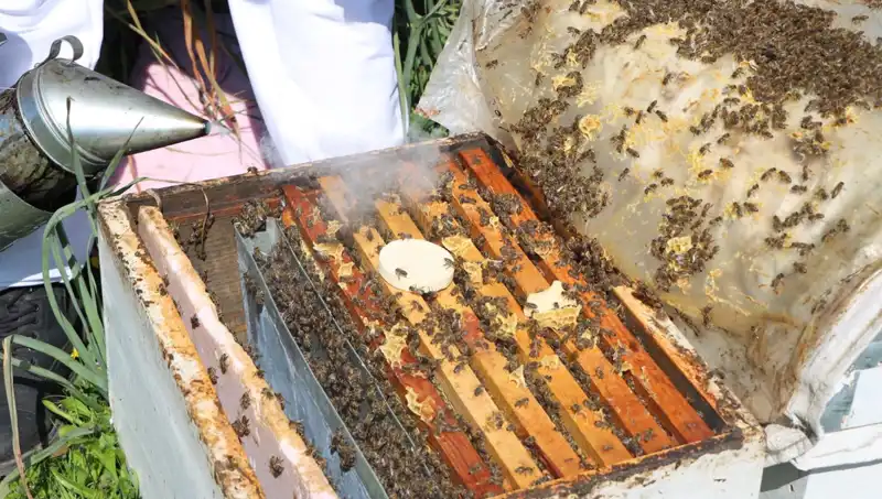 Ata Mesleği Arıcılığı Sürdüren Genç, Yurt Dışından Sipariş Yağmuruna Tutuldu