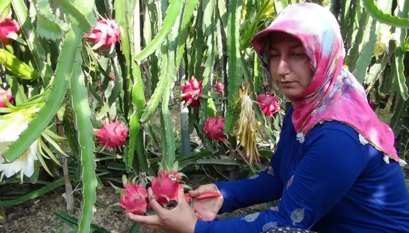 Emekli Olan Adam, Pitaya Üretimiyle İlgili Çarpıcı Kararını Açıkladı