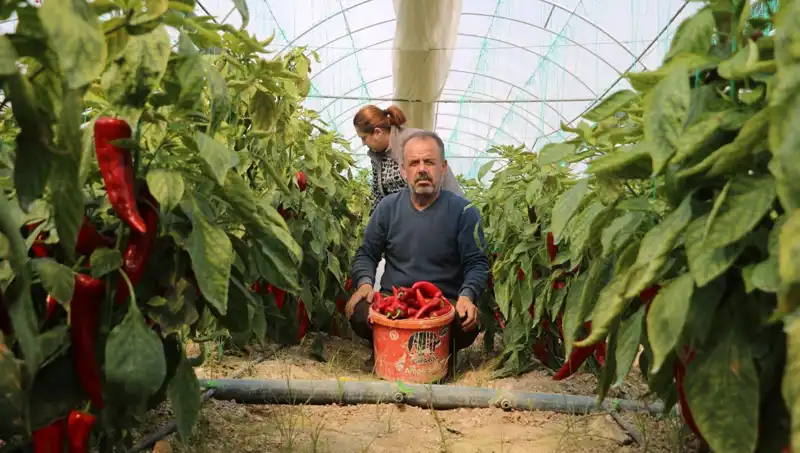 Fiyatı 50 TL’den 80 TL’ye Yükseldi: Neden Bu Kadar Fark Oluştu?