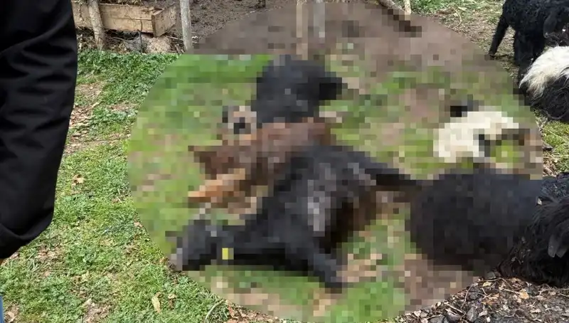 Sahipsiz Köpekler, Çiftlikte 18 Keçiyi Telef Etti! Olayın Ardındaki Gerçekler