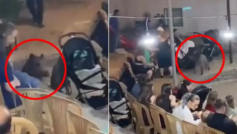 Yaban Domuzu Düğün Salonuna Daldı, Eğlenceleri Korkuya Dönüştürdü!