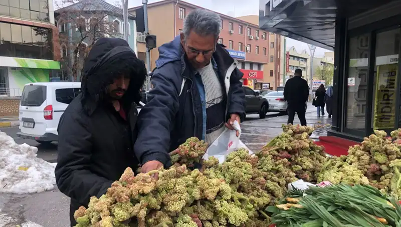 Kendiliğinden Yetişen Bu Bitki, Kanser Tedavisinde Devrim Yaratıyor!