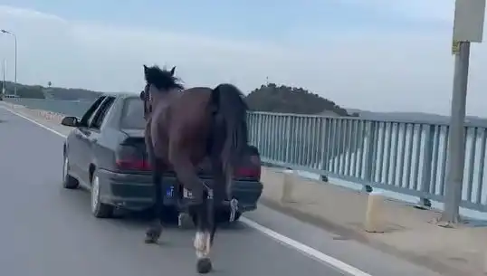 Adana'da Atlara Yönelik Eziyet İddiası: 3 Kişi Tutuklandı